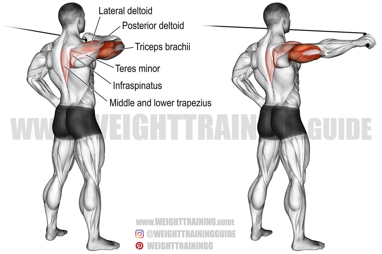 Kabelzug Training für hintere Schulter